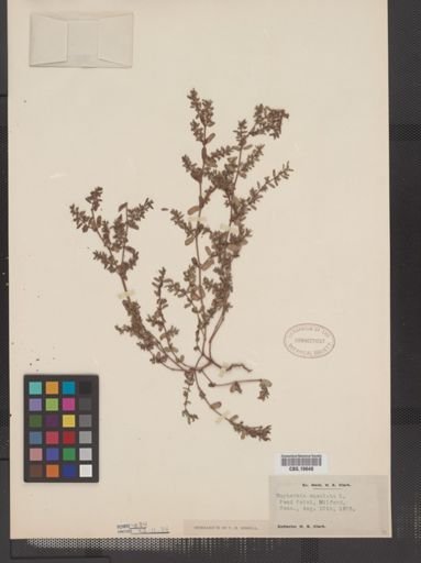Euphorbia maculata