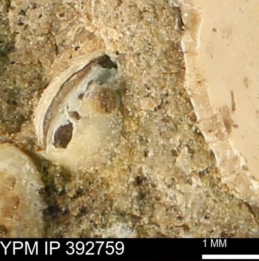 Protocardia sp.