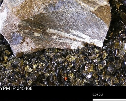 Limopsis striatopunctatus