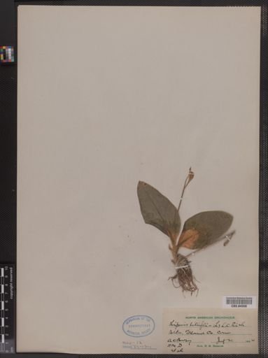 Liparis liliifolia
