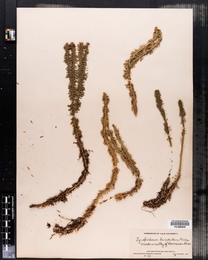 Lycopodium lucidulum
