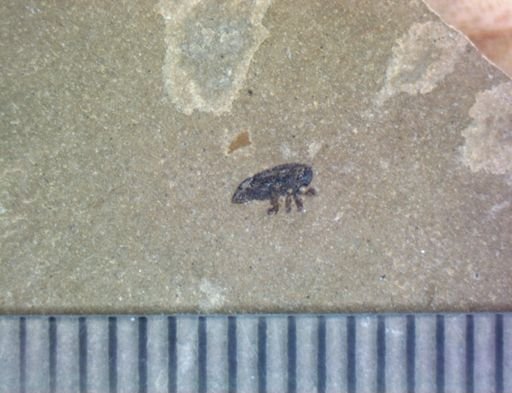 undet. Coleoptera