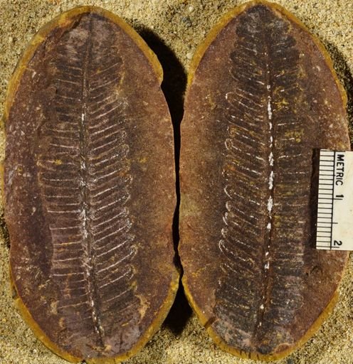 Pecopteris
