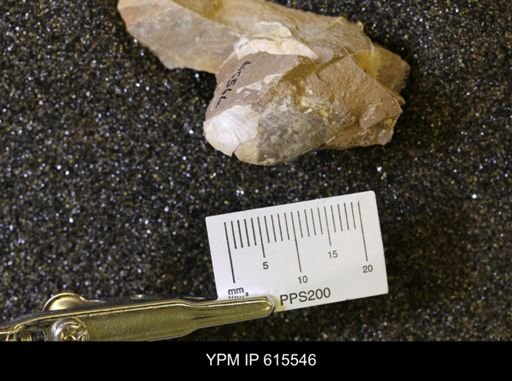 Inoceramus sp.