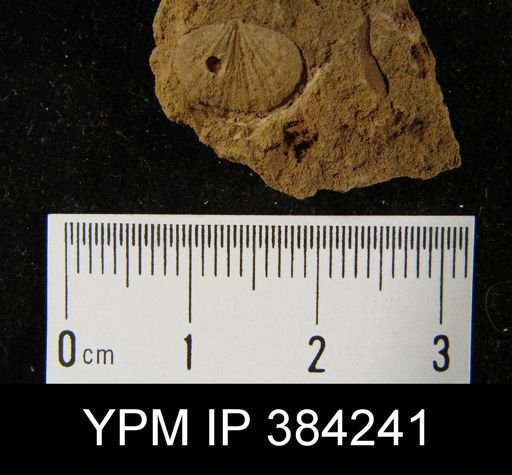 Leptocoelia planoconvexa?