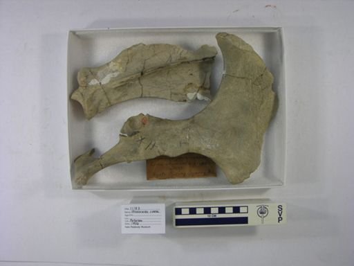 Menoceras cooki