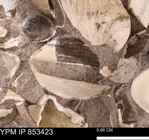 Limopsis striatopunctatus