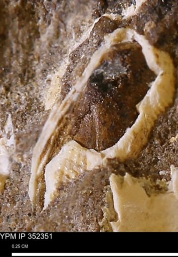 Parallelodon (Cosmetodon) sulcatinus