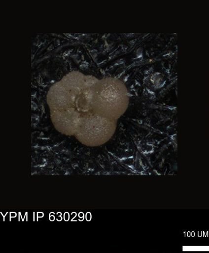 undet. Foraminiferida
