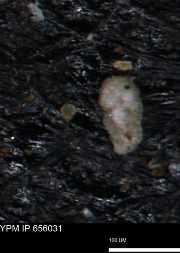 Bimonilina variana
