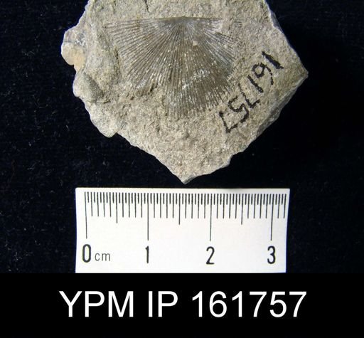 Schuchertella subplana