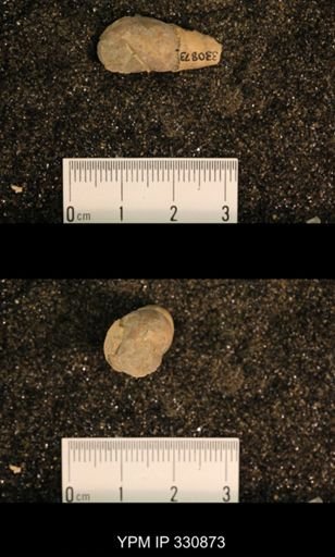 Meekospira peracuta choctawensis
