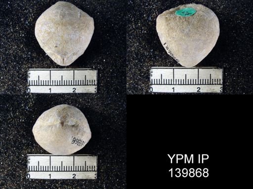 Spirigerella grandis