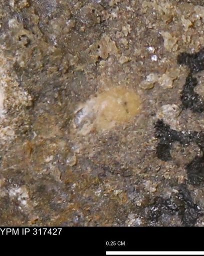 undet. Mollusca