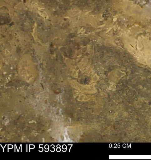 undet. Mollusca