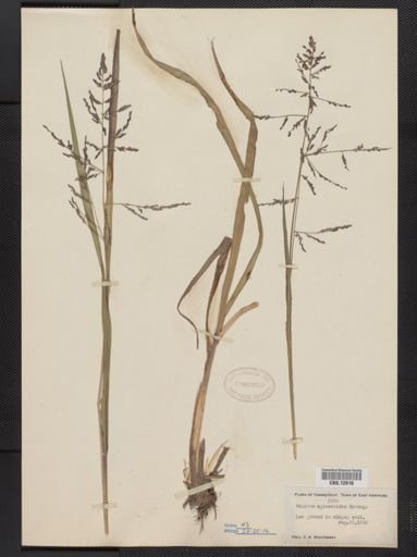 Panicum agrostoides
