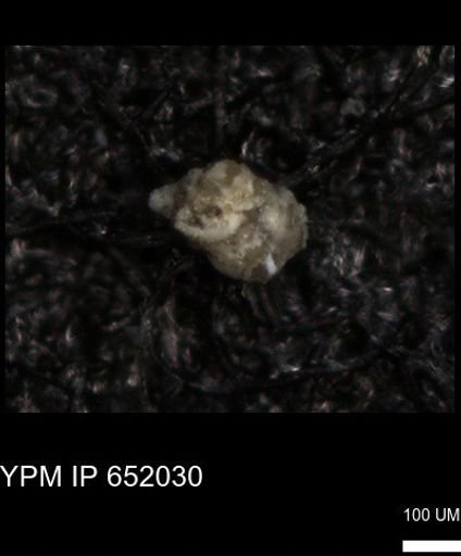 undet. Foraminiferida