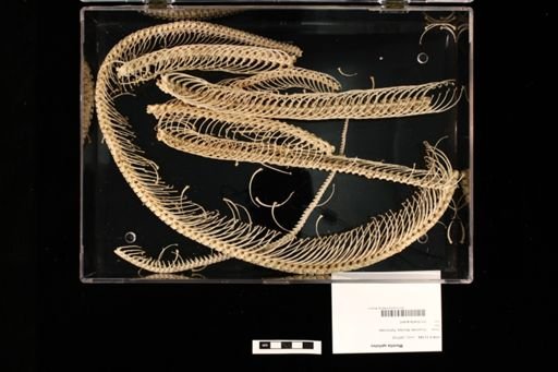 Morelia spilota