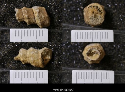 Melania wyomingensis
