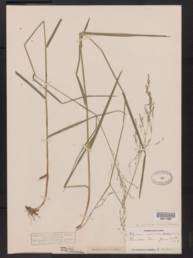 Glyceria striata