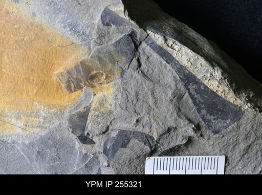 Eurypterida