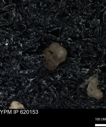 undet. Rugoglobigerinidae