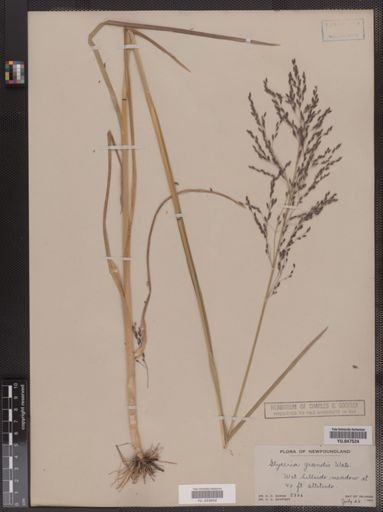 Glyceria grandis