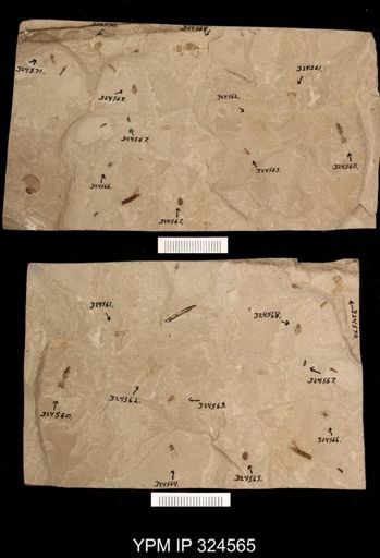 undet. Coleoptera