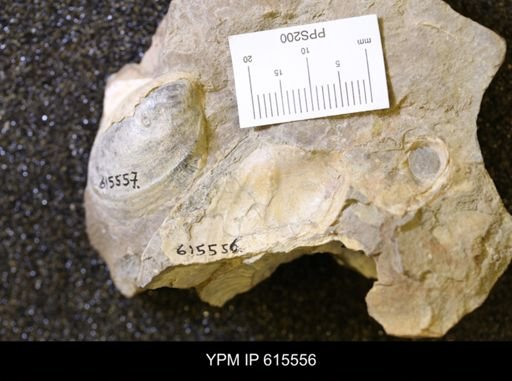 Inoceramus sp.