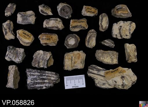 undet. Actinopterygii