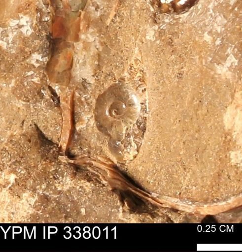 undet. Ammonoidea