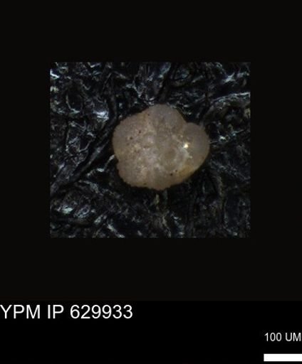 undet. Foraminiferida