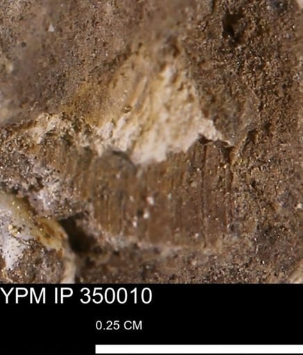 undet. Bivalvia