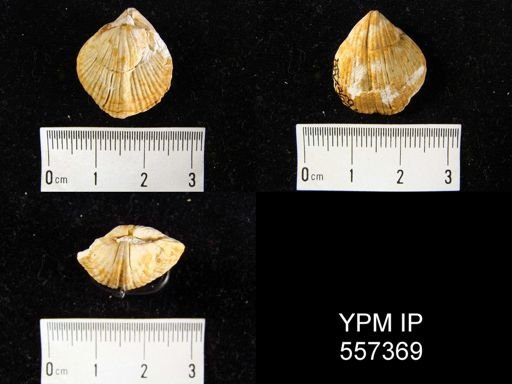 Brachythyris sp.