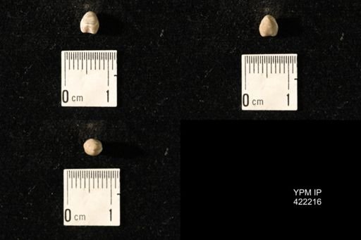 Dielasma turgida