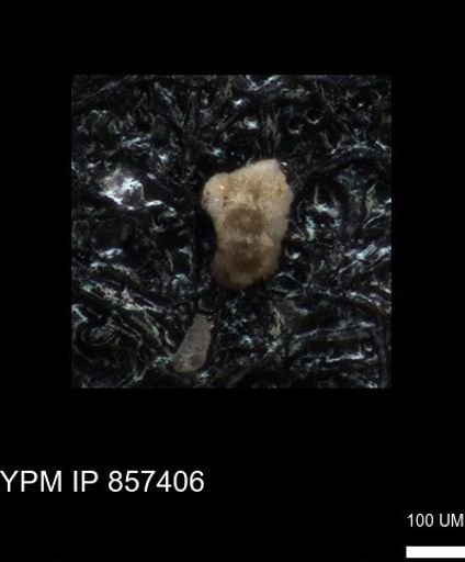 undet. Foraminiferida