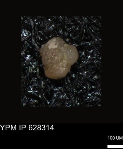 undet. Foraminiferida