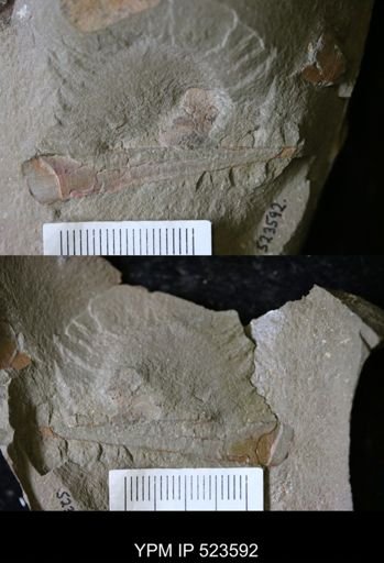 undet. Hyolithida