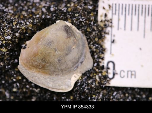 Limopsis striatopunctatus