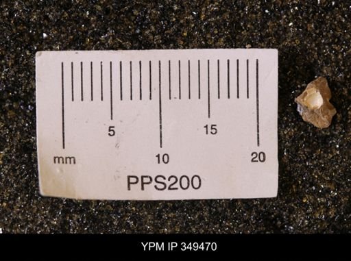 Protocardia sp.