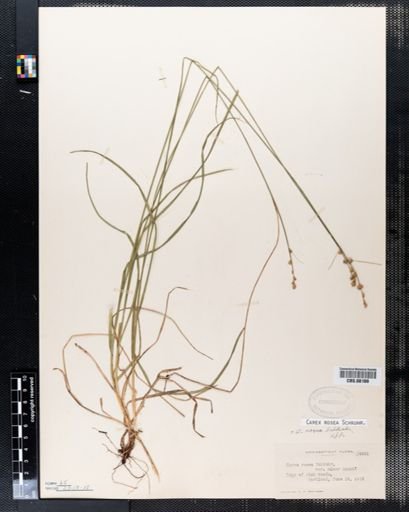 Carex rosea