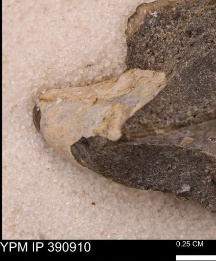 Dentalium