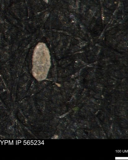 Spirolocammina planula