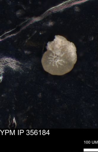 undet. Foraminiferida