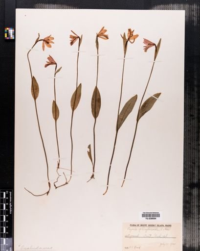 Pogonia ophioglossoides