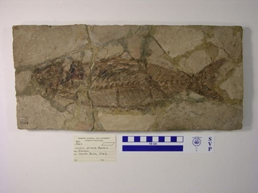 Seriola prisca