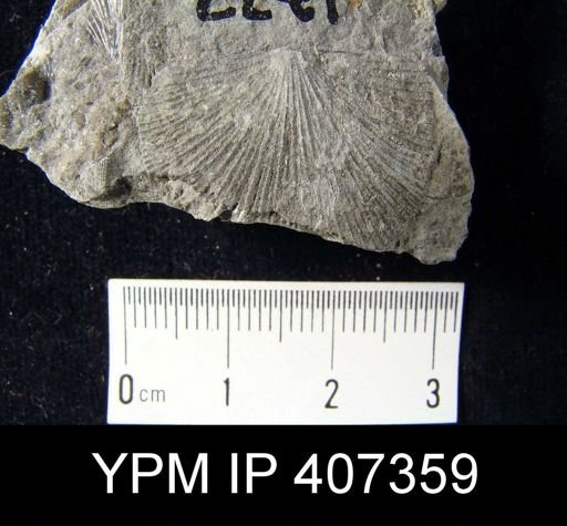 Schuchertella gamachiana