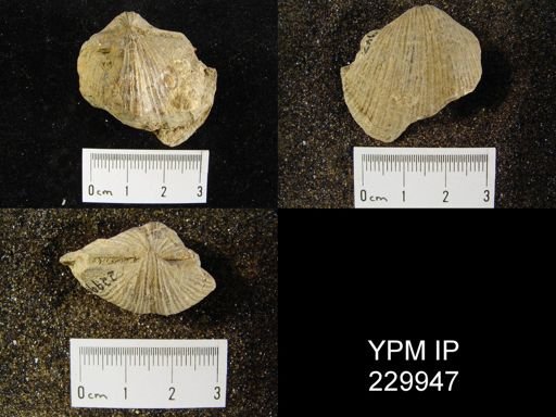 Neospirifer sp.