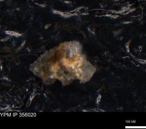 undet. Foraminiferida