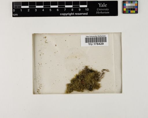 Plantae